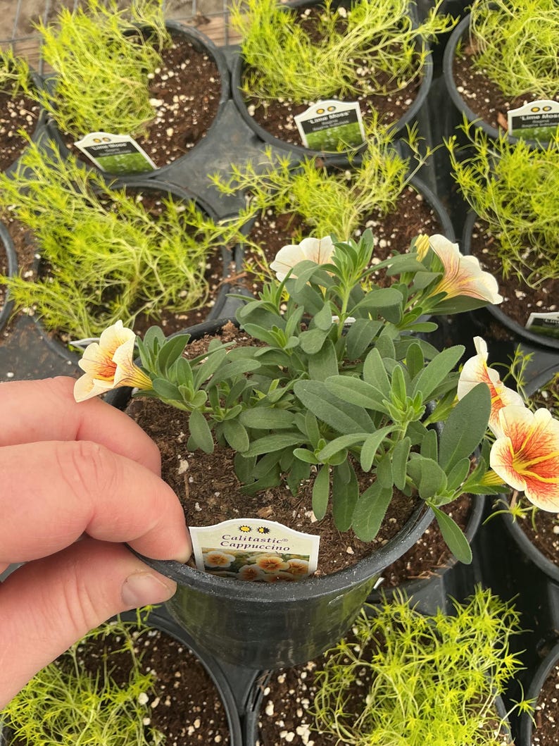 Calibrachoa Calitastic ‘cappuccino’ - Etsy