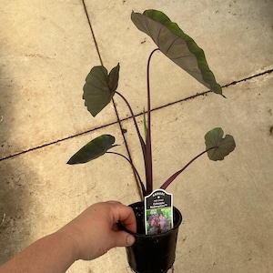 May include: A Colocasia Redemption plant in a black plastic nursery pot with dark purple-black heart-shaped leaves and deep purple stems. A white plant tag is inserted in the soil, featuring the text Annual, Part Shade, and Colocasia Redemption.