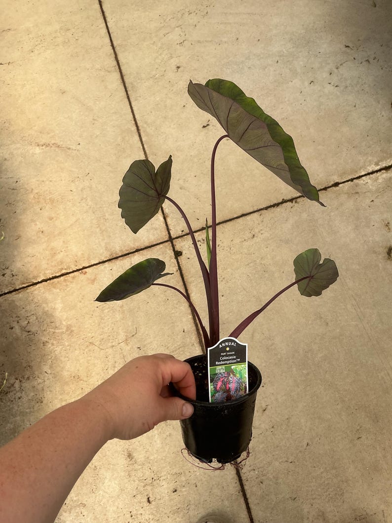 May include: A Colocasia Redemption plant in a black plastic nursery pot with dark purple-black heart-shaped leaves and deep purple stems. A white plant tag is inserted in the soil, featuring the text Annual, Part Shade, and Colocasia Redemption.