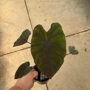 May include: A potted Colocasia plant featuring large, heart-shaped leaves with a deep dark green and purple-black coloration. The foliage displays prominent, dark veining throughout the surface, and the plant is contained in a black plastic nursery pot.