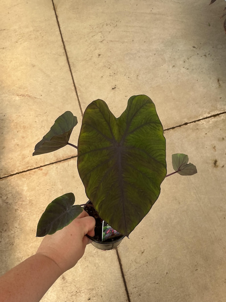 May include: A potted Colocasia plant featuring large, heart-shaped leaves with a deep dark green and purple-black coloration. The foliage displays prominent, dark veining throughout the surface, and the plant is contained in a black plastic nursery pot.
