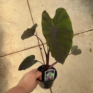 May include: A Colocasia Redemption plant in a black plastic nursery pot. The plant features large, heart-shaped leaves with dark green and deep purple tones, supported by dark reddish-purple stems. A small white plant tag is tucked into the soil.