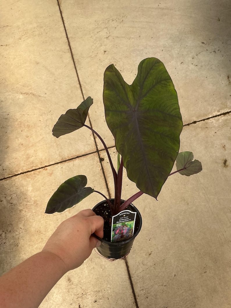 May include: A Colocasia Redemption plant in a black plastic nursery pot. The plant features large, heart-shaped leaves with dark green and deep purple tones, supported by dark reddish-purple stems. A small white plant tag is tucked into the soil.