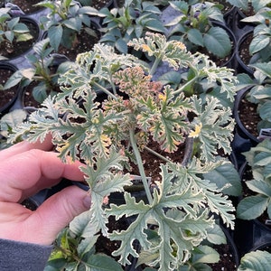 Mint Geranium Plant - Etsy