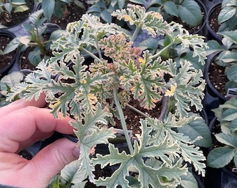 Scented Geranium, ‘Aroma’ Lady Plymouth