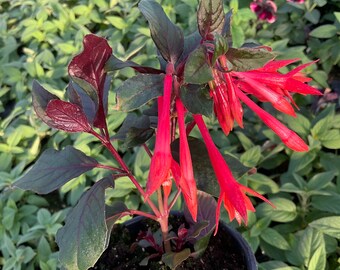 Fuchsia, Gardenmeister