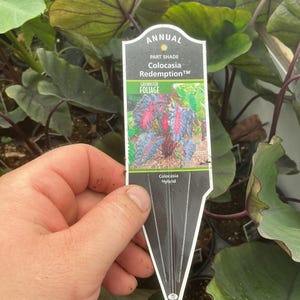 May include: A white and black plant identification tag for a Colocasia Redemption hybrid. The tag features text reading Annual, Part Shade, Colocasia Redemption, Grown for Foliage, and Colocasia Hybrid, with a photo of a plant with dark leaves.
