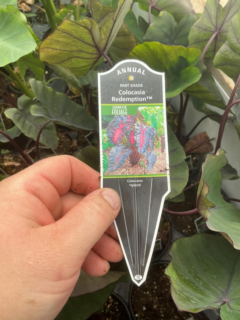 May include: A white and black plant identification tag for a Colocasia Redemption hybrid. The tag features text reading Annual, Part Shade, Colocasia Redemption, Grown for Foliage, and Colocasia Hybrid, with a photo of a plant with dark leaves.