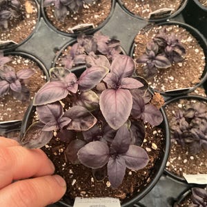 May include: Close-up of several pots of purple basil plants. The basil has dark purple leaves and is in small black pots filled with soil. The pots are arranged in a black tray. A hand is holding one of the pots.