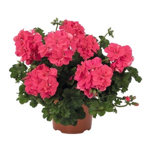 May include: A potted geranium plant with vibrant pink flowers. The flowers are clustered together, creating a full, lush appearance. The plant has dark green, lobed leaves and is in a brown plastic pot. The background is plain white.