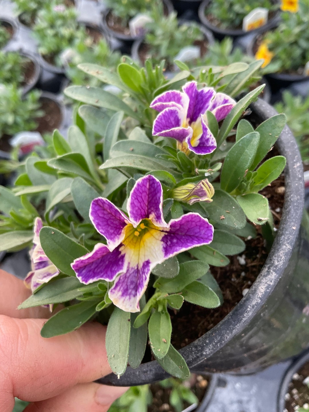 Calibrachoa candy Shop Grape Splash Improved - Etsy