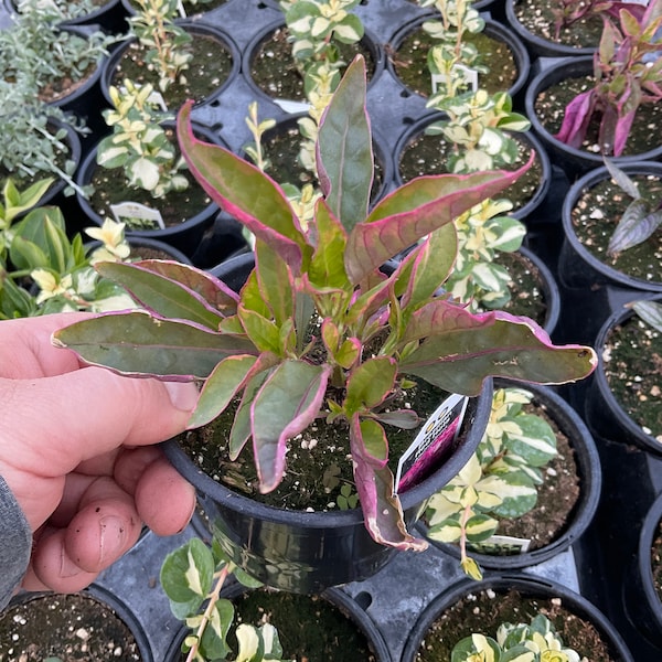 Alternanthera ‘Brazilian Red Hots’