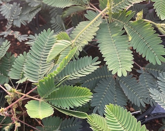 Sensitive Plant / Mimosa Pudica 4.5”