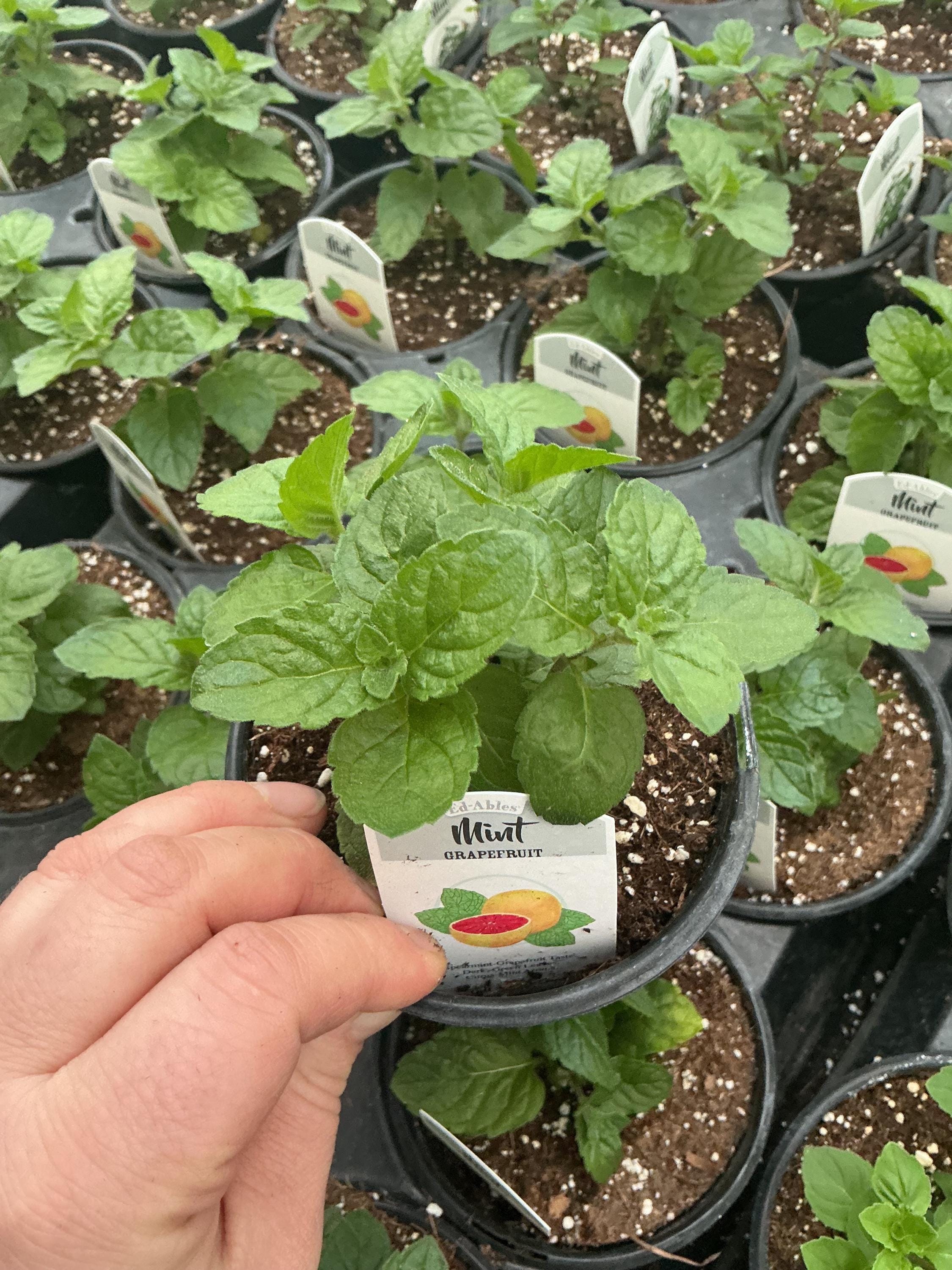 buy holy basil plant Basil 'Tulsi Holy'