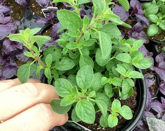 Sweet Marjoram