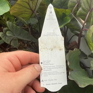 May include: A white, pointed plant tag with black text and icons, featuring care instructions such as Part Shade, Protect from frost, and Annual. The tag includes patent information and is held against a background of dark green, heart-shaped leaves.