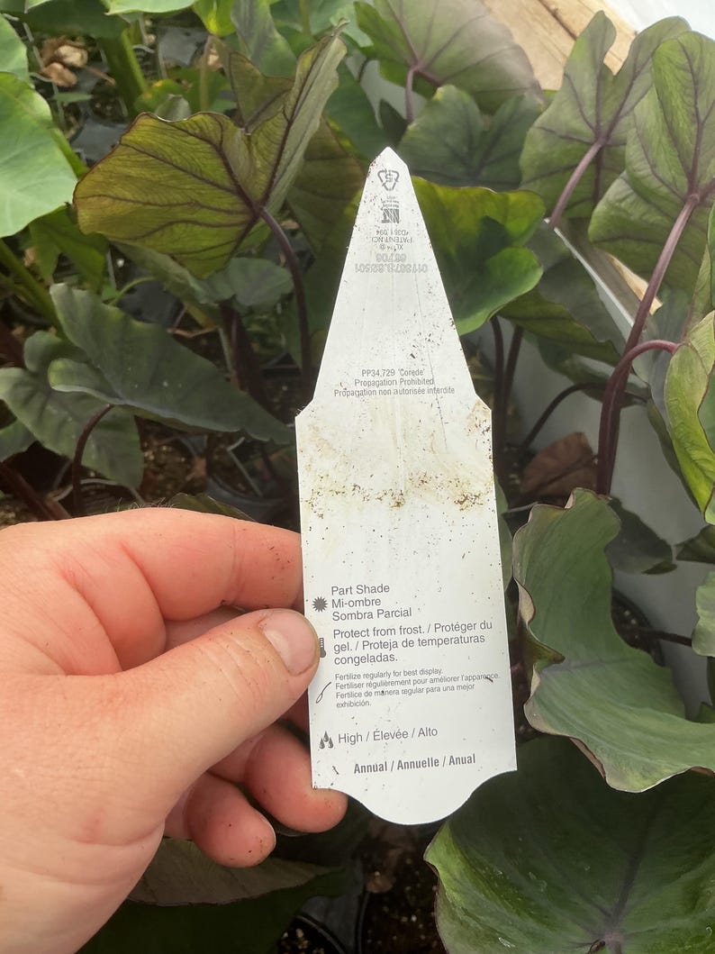 May include: A white, pointed plant tag with black text and icons, featuring care instructions such as Part Shade, Protect from frost, and Annual. The tag includes patent information and is held against a background of dark green, heart-shaped leaves.