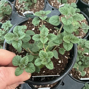 Live Greek Oregano Plant – Freshly Shipped Herb Starter