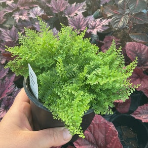 Fern Cotton Candy - Etsy