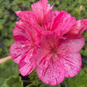 May include: Close-up of a vibrant pink geranium flower with speckled patterns and water droplets. The petals display a mix of deep pink and white, creating a striking visual contrast. Green leaves provide a natural backdrop.
