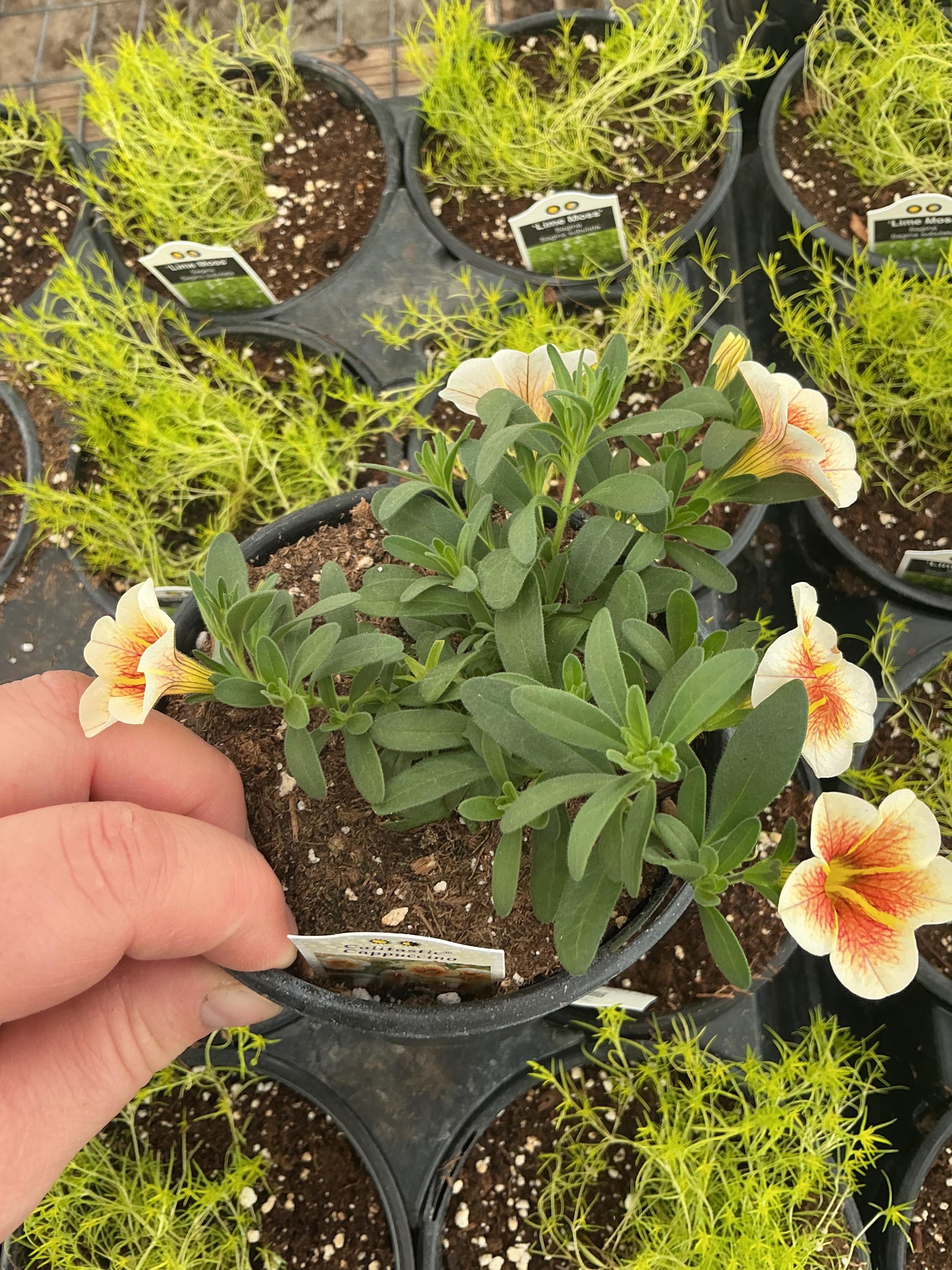 Calibrachoa Calitastic ‘cappuccino’ - Etsy