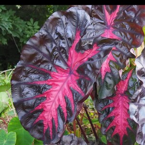May include: Large, heart-shaped Alocasia plant leaves featuring a deep, glossy dark purple to black base color with vibrant, bright magenta veins radiating from the center. The foliage has a smooth, waxy texture and prominent, textured leaf veins.
