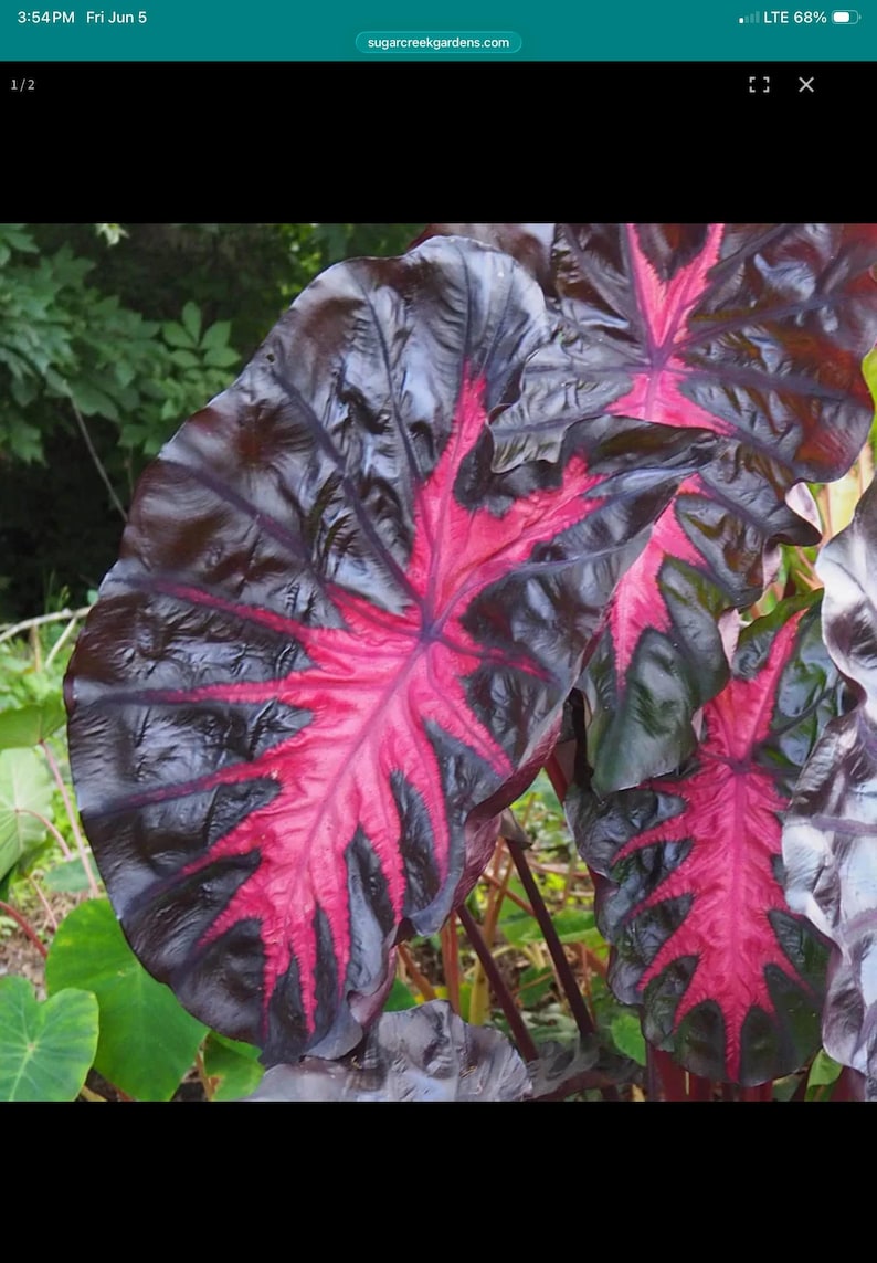 May include: Large, heart-shaped Alocasia plant leaves featuring a deep, glossy dark purple to black base color with vibrant, bright magenta veins radiating from the center. The foliage has a smooth, waxy texture and prominent, textured leaf veins.