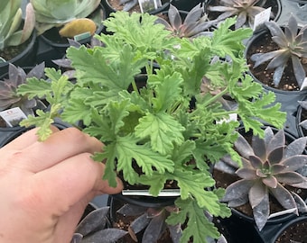 Citronella Scented Geranium / Mosquito Repellant Plant
