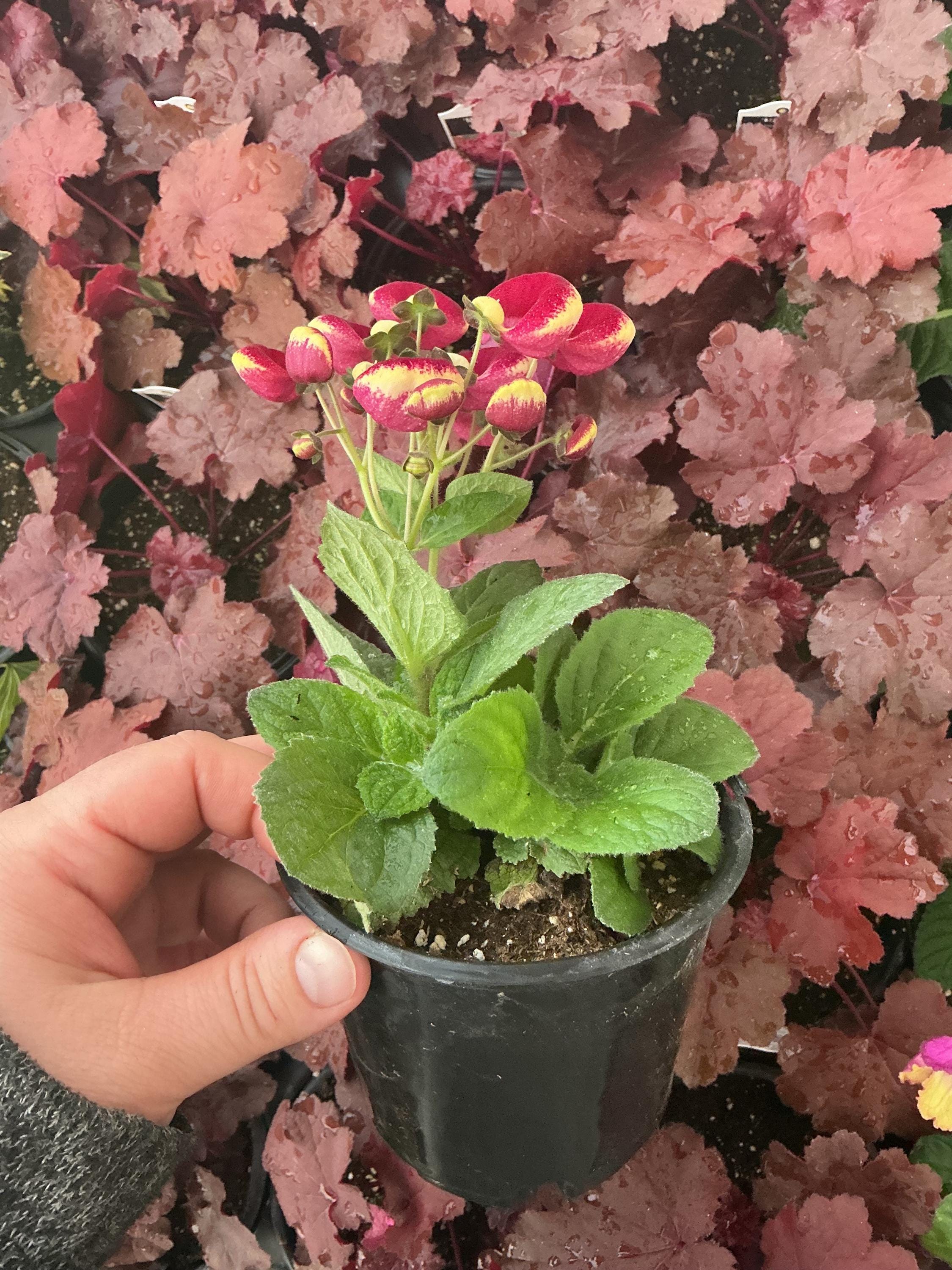Calynopsis Calynopsis, Calceolaria ‘ruby+eye’, ‘pocketbook Plant’, ‘lady’s Purse ...