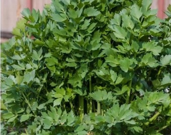 Live Lovage Herb Plant, Fresh Greenhouse Grown, 4.5" Pot