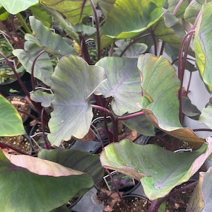 May include: A collection of Colocasia plants in black plastic nursery pots. The heart-shaped leaves feature a gradient of deep green and dark purple tones with prominent dark purple veins and matching dark purple stems throughout the foliage.