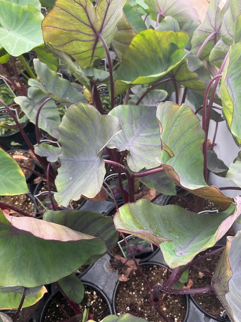 May include: A collection of Colocasia plants in black plastic nursery pots. The heart-shaped leaves feature a gradient of deep green and dark purple tones with prominent dark purple veins and matching dark purple stems throughout the foliage.