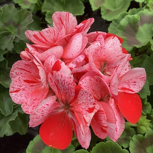 May include: Close-up of a vibrant geranium flower with red and white speckled petals. The flower has a cluster of petals with a bright red hue at the edges. Green leaves with dark green and brown patterns surround the flower.