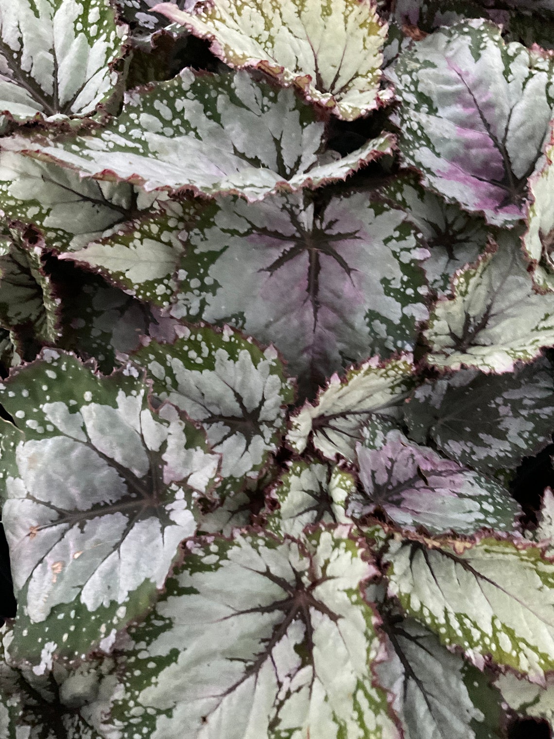 Rex Begonia Shadow King Spearmint Etsy