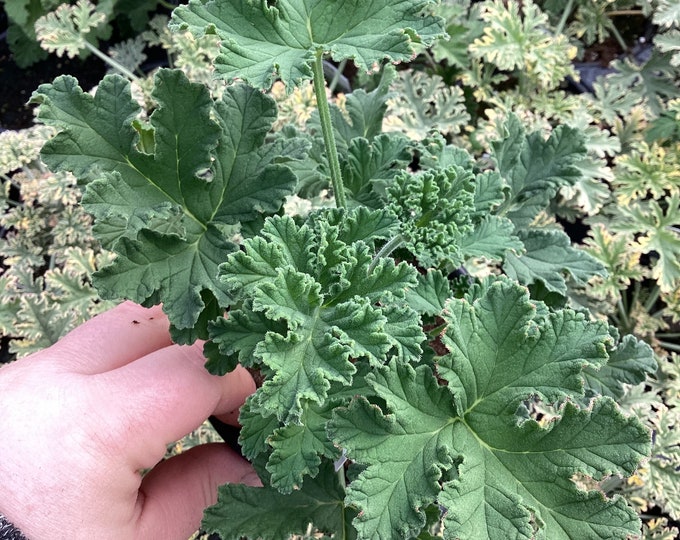 Scented Geranium sweet Mimosa Etsy