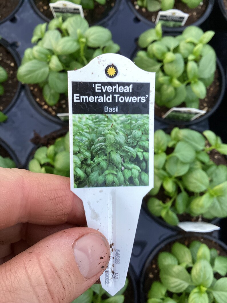 Basil ‘everleaf Emerald Towers’ - Etsy
