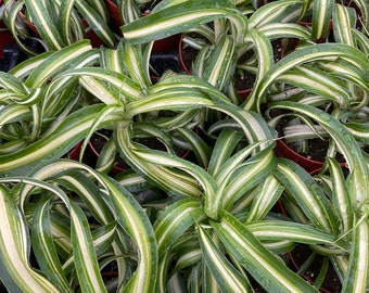Curly Spider Plant ‘Bonnie’ 3”