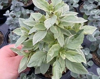 Basil Pesto Perpetual Plant