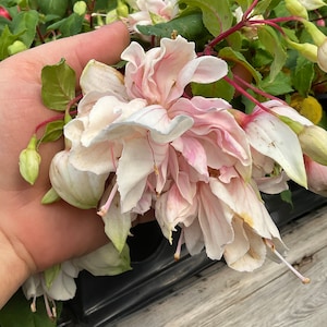 Fuchsia ‘Pink Marshmallow’