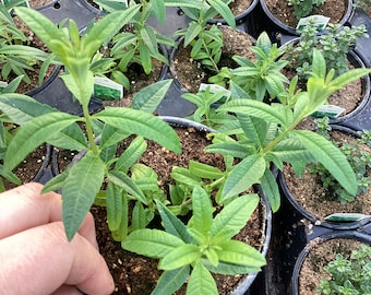 Lemon Verbena