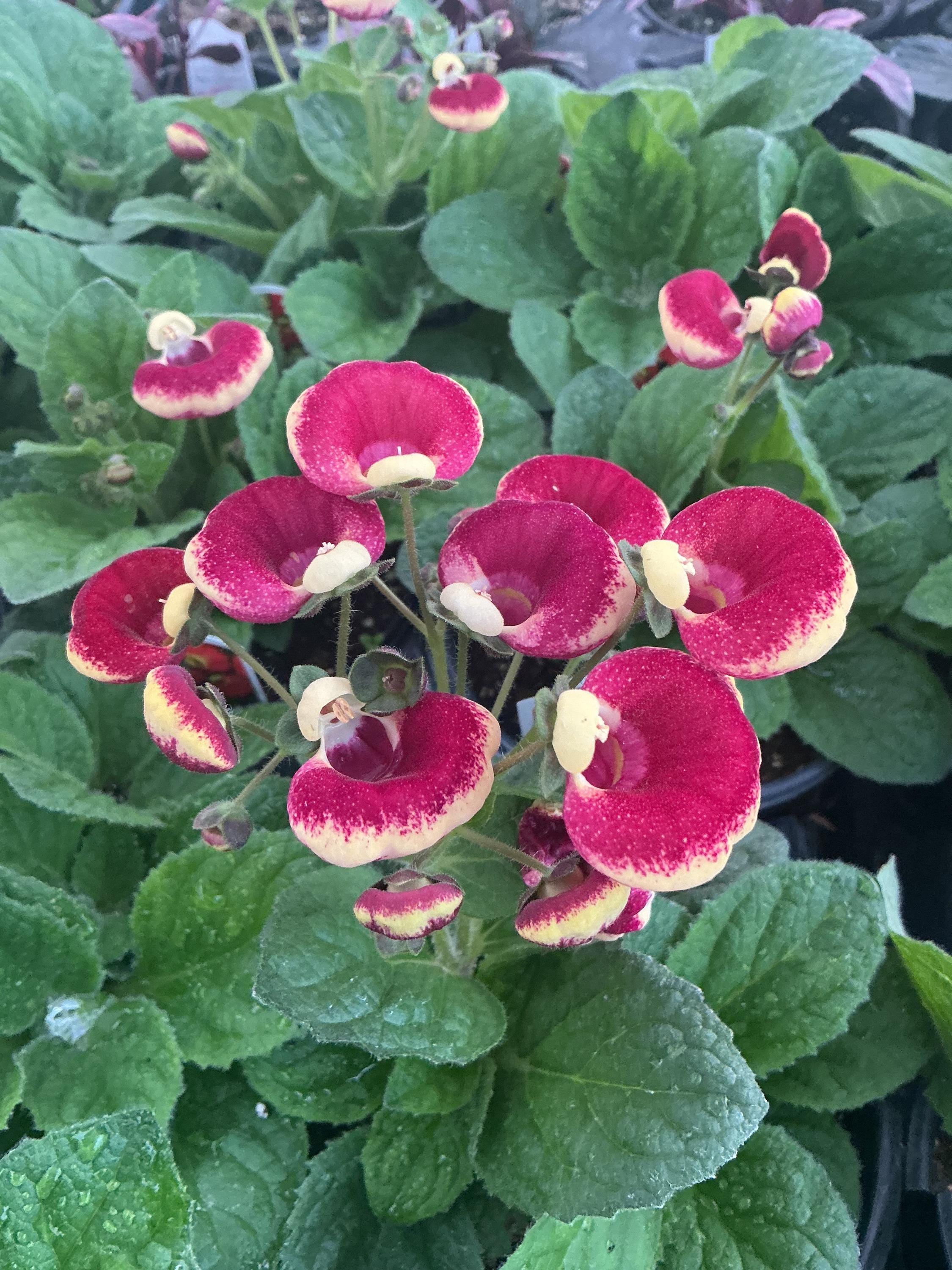 Calynopsis Calynopsis, Calceolaria ‘ruby+eye’, ‘pocketbook Plant’, ‘lady’s Purse ...