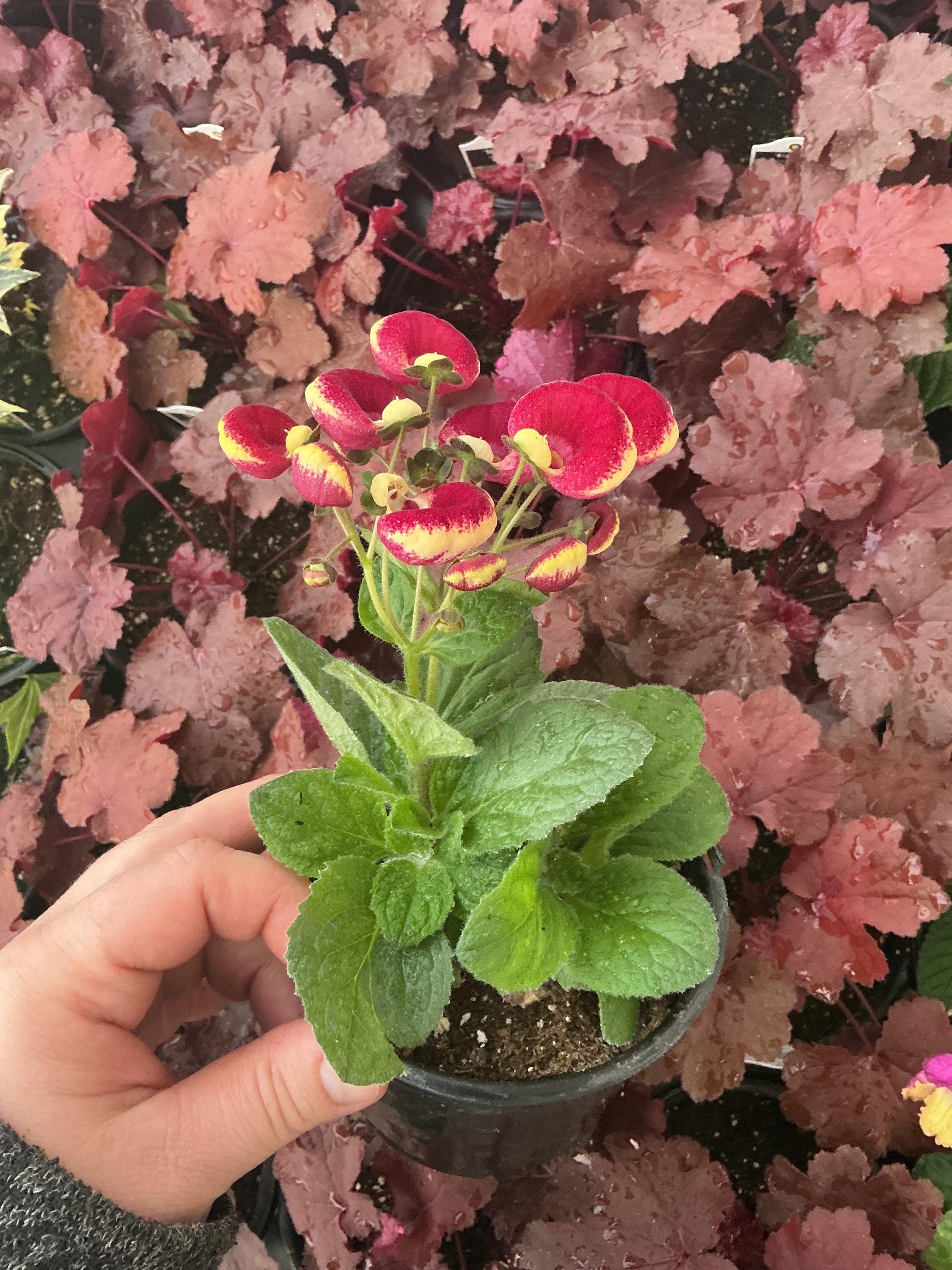 Calynopsis Calynopsis, Calceolaria ‘ruby+eye’, ‘pocketbook Plant’, ‘lady’s Purse ...