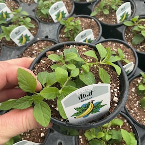 May include: A close-up of a small black pot filled with soil and green mint plants. A white label with the text "Ed-Ables Mint Banana" and a banana illustration is attached to the pot. Other pots with similar plants are in the background.