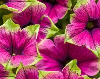 Petunia, Supertunia, Picasso In Purple, Proven Winners