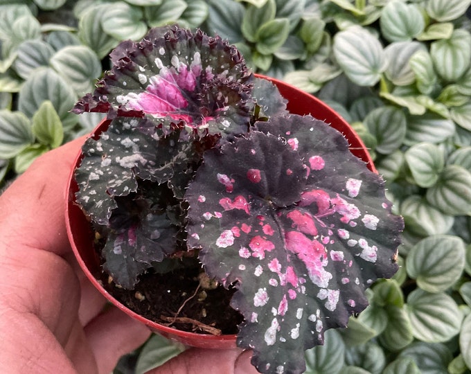 Begonia Rex Shadow King lime Ricky Etsy