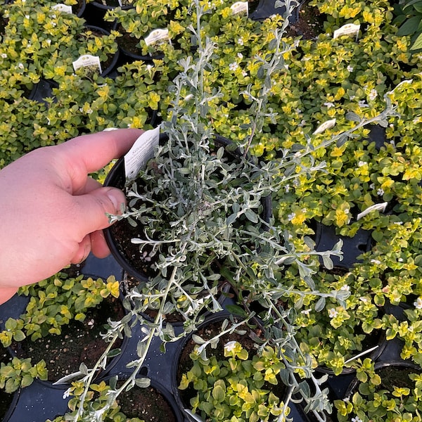 Helichrysum petiolare, Silverstar