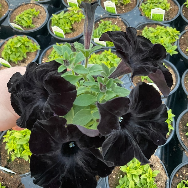 Petunia , ‘Crazytunia Black Mamba’
