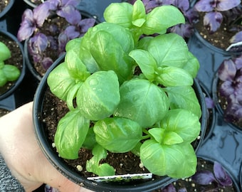 Basil, Everleaf Genovese