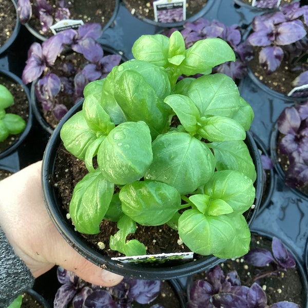 Basil, Everleaf Genovese