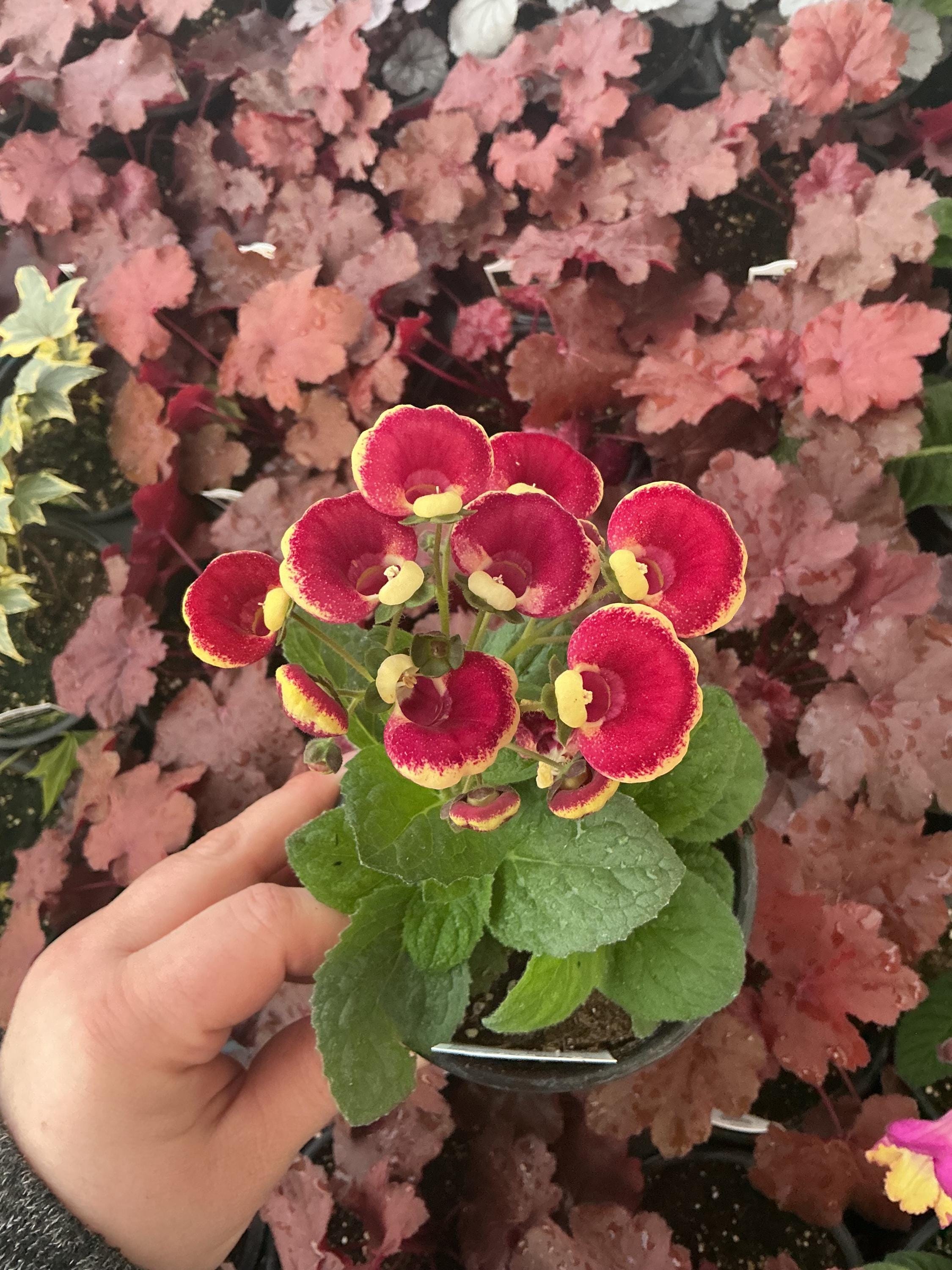 Calynopsis Calynopsis, Calceolaria ‘ruby+eye’, ‘pocketbook Plant’, ‘lady’s Purse ...